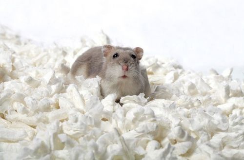 Spark Wiórki celulozowe 8,5L na Arena.pl