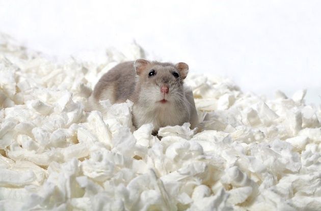 Spark Wiórki celulozowe 8,5L zdjęcie 2