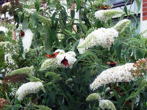 Budleja Dawida White Profusion C2 E na Arena.pl