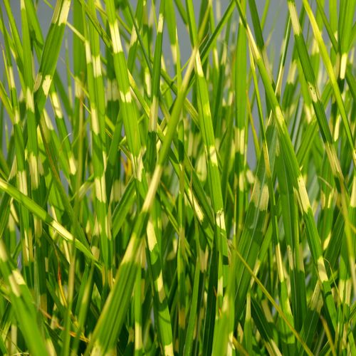 Miskant chiński STRICTUS Centkowana trawa Pionowy pokrój Sadzonki na Arena.pl
