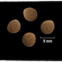 CRAVE bezzbożowa sucha karma dla psa z indykiem i kurczakiem 11,5 kg na Arena.pl