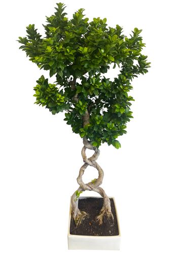 Bonsai Fikus Microcarpa GINSENG 140 cm na Arena.pl
