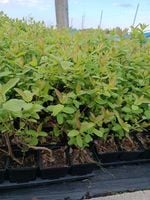 JAGODA KAMCZACKA najlepiej owocujący zestaw 3x