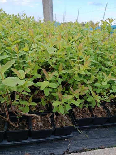 JAGODA KAMCZACKA najlepiej owocujący zestaw 3x na Arena.pl