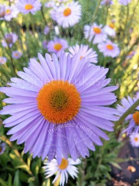 Aster tongolski sadzonka miododajna zdjęcie 1