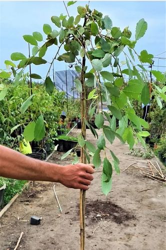 WIERZBA IWA pendula zwisająca duża roślina - sadzonki 140 / 160 cm na Arena.pl