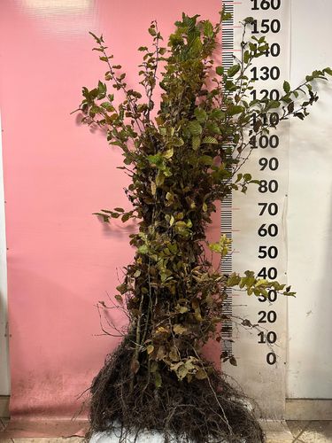 Grab Pospolity sadzonki 100-150 cm SZKÓŁKOWANY nie siewka PAKIET 50 szt na Arena.pl