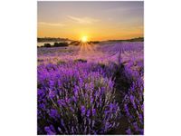 product-compare-58656601