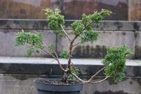 Jałowiec chiński Shimpaku - Juniperus chinensis 0057