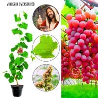 Winogron Swenson Red różowoczerwone owoce KRZEW 60-90 cm
