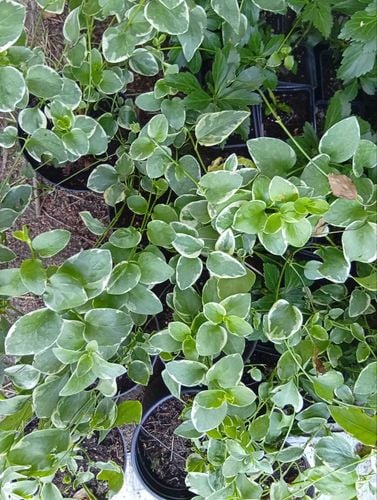 Barwinek większy Vinca major variegata fioletowy sadzonka w pojemniku 1-2l na Arena.pl