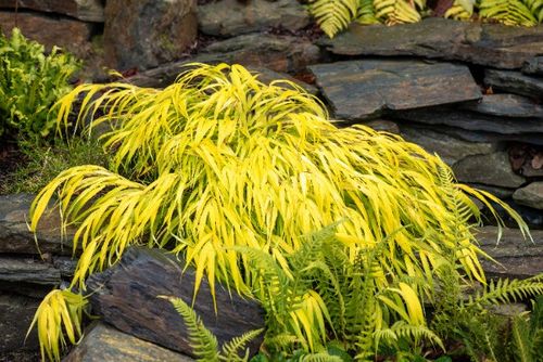 Hakonechloa smukła 'All Gold' (Hakonechloa macra) Doniczka 1.0L na Arena.pl