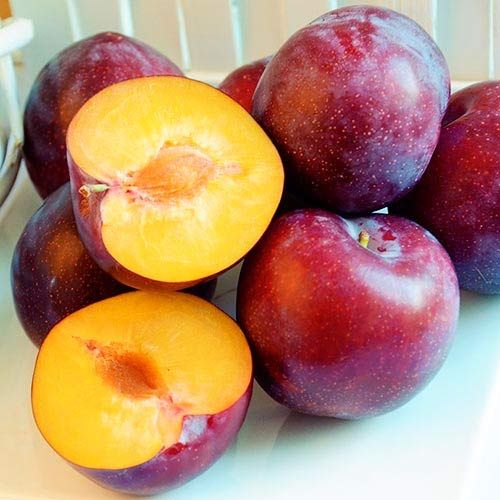 Śliwa RENKLODA ALTHANA /znana i niezwykle UWIELBIANA śliwka, dorodne na Arena.pl