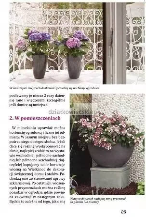 Hortensje od A do Z na Arena.pl