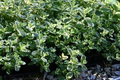 Mięta Variegata - Mentha rotundifolia na Arena.pl