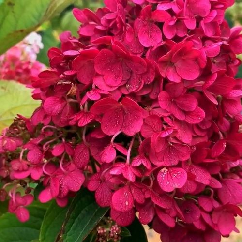 HORTENSJA bukietowa FRAISE MELBA, NEONOWA CZERWIEŃ DUŻA, 3 LETNIA na Arena.pl