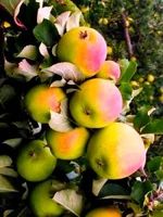 JABŁOŃ ANANAS BERŻENIECKI odporna odmiana  - sadzonki 100 / 140 cm