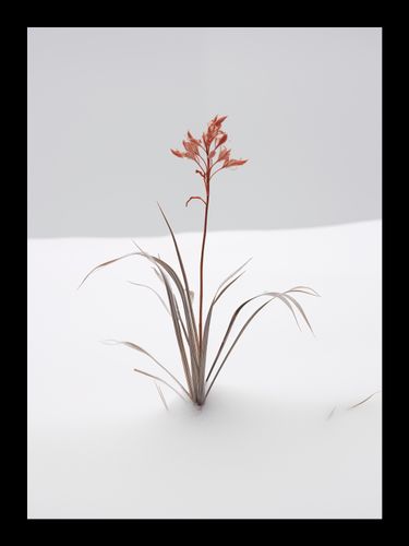 Plakat 13x18cm Subtelność Natury na Arena.pl