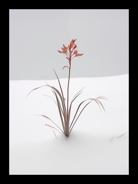 Plakat 13x18cm Subtelność Natury zdjęcie 2