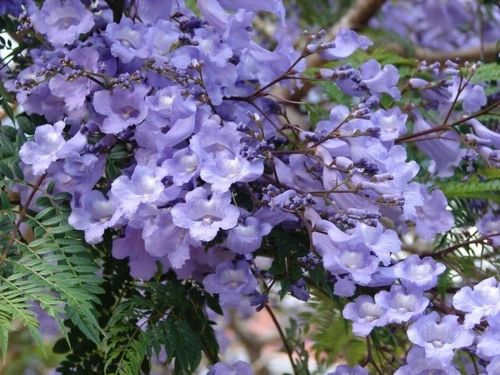 Jakaranda mimozolistna 40-60cm P9 na Arena.pl