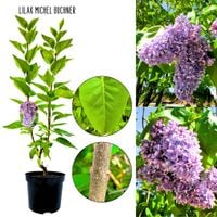 Lilak Michel Buchner dekoracyjna odmiana KRZEW 40-80 cm