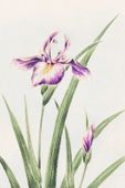 Plakat 20x30cm Hana–Strobel, Morikaga Japoński Vintage