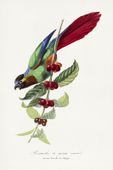 Plakat 20x30cm Papużka, Paul Gervais Vintage do Salonu