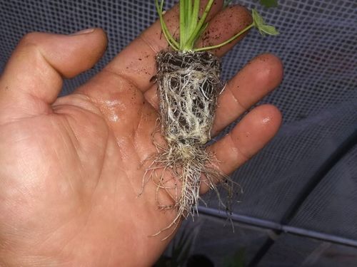 STYMULATOR DO WARZYW GUMISIL TRICHODERMA ROZSADY! EKO NAWÓZ BIOLOGICZNY TOP na Arena.pl