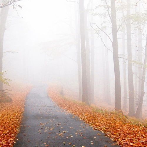 Deco Panel, Droga mgła las 60x40 na Arena.pl