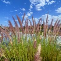 Rozplenica japońska 'Moudry' (Pennisetum alopecuroides) Doniczka 2.0L