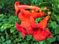 MILIN AMERYKAŃSKI czerwony odporny na mróz - sadzonki 15 / 30 cm