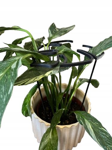 Podpórki do roślin kwiatów podpórka podpora obręcz RING MONSTERA M 33cm na Arena.pl