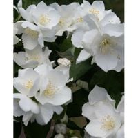 GK JAŚMIN JAŚMINOWIEC BIAŁY KARZEŁ MINIATUROWY UNIKAT DO TWOJEGO OGRODU