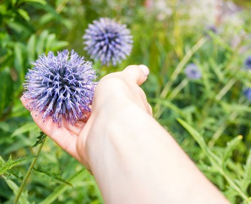 Przegorzan Banacki Banatyński 'Blue Globe' Niebieski (Echinops bannaticus) na Arena.pl
