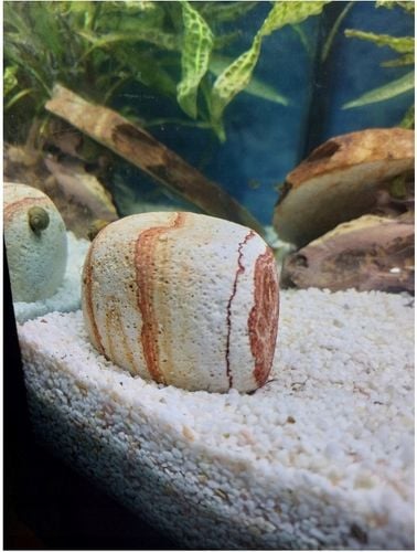 Otoczak Do Akwarium Kolorowy Kamień Zestaw 3kg na Arena.pl