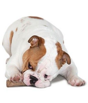 Petstages Dogwood Medium Patyk Ps218 na Arena.pl