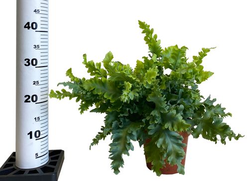 PAPROĆ PHLEBODIUM DAVANA 40cm na Arena.pl