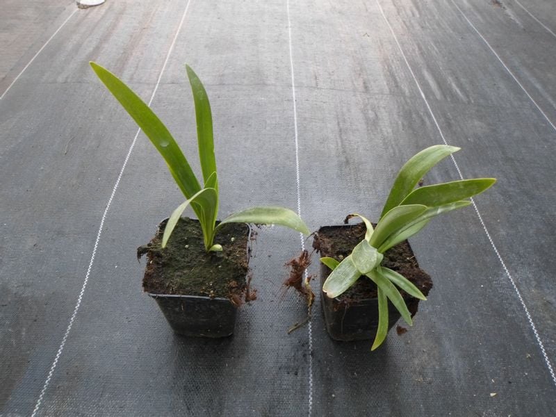 Lilia Agapant Black Magic P9 zdjęcie 6