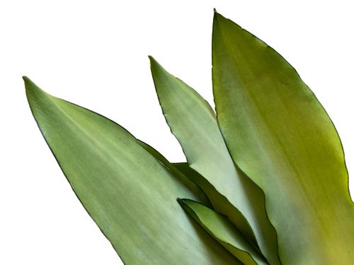 SANSEWIERIA SANSEVIERIA JADE 40 cm na Arena.pl