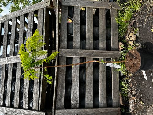 METASEKWOJA szczepiona na pniu GOLDRUSH - sadzonki 90 / 120 cm na Arena.pl