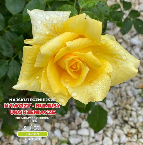Nawóz do Róż 5 kg SHUGO zdjęcie 14