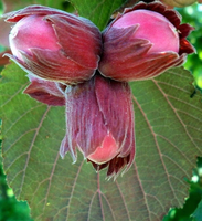 ORZECH LASKOWY czerwony - sadzonki 80 / 100 cm