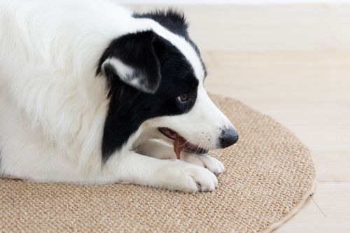 Przysmaki dla psa filet z kurczaka 500g - naturalny przysmak z kurczaka na Arena.pl