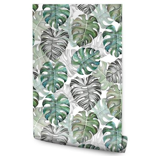 philodendron spiritu sancti Philodendron spiritus sancti