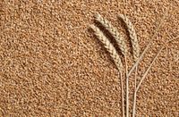 PSZENICA 25KG ziarno zboże karma dla drobiu kur gołębi kaczek 25 kg