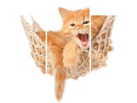 OBRAZ KOTEK JEGO HAMAK