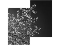 60X60CM MŁODE DRZEWO FEANS DWU OBRAZ ŚCIAN