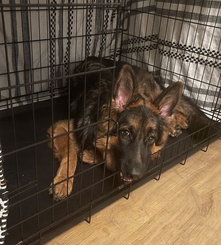 DUŻA KLATKA KENNELOWA KOJEC Transporter dla PSA PSÓW 106x71x81 cm XXL na Arena.pl