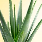 ALOE VERA aloes zwyczajny MIĘSISTE LIŚCIE leczniczy sukulent DUŻY