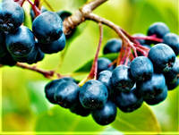 ARONIA czarna krzaczasta obficie owocuje - sadzonki 50 / 60 cm